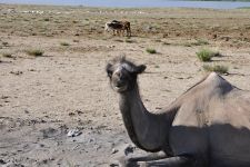 Zu den Nomaden der Westmongolei, Mongolei, 09.07. - 30.07.2016