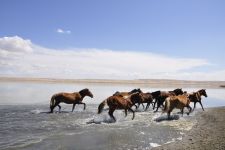 Zu den Nomaden der Westmongolei, Mongolei, 09.07. - 30.07.2016