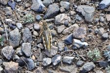 Heuschrecke Zu den Nomaden der Westmongolei, Mongolei, 09.07. - 30.07.2016