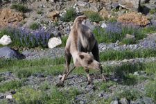 Zu den Nomaden der Westmongolei, Mongolei, 09.07. - 30.07.2016