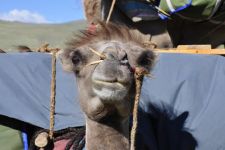 Zu den Nomaden der Westmongolei, Mongolei, 09.07. - 30.07.2016