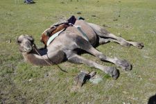 Zu den Nomaden der Westmongolei, Mongolei, 09.07. - 30.07.2016