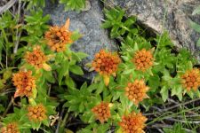 Zu den Nomaden der Westmongolei, Mongolei, 09.07. - 30.07.2016