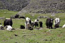 Zu den Nomaden der Westmongolei, Mongolei, 09.07. - 30.07.2016