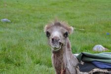 Zu den Nomaden der Westmongolei, Mongolei, 09.07. - 30.07.2016