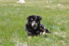 Zu den Nomaden der Westmongolei, Mongolei, 09.07. - 30.07.2016