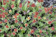 Zu den Nomaden der Westmongolei, Mongolei, 09.07. - 30.07.2016