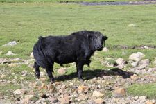 Zu den Nomaden der Westmongolei, Mongolei, 09.07. - 30.07.2016