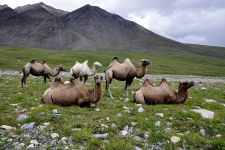 Zu den Nomaden der Westmongolei, Mongolei, 09.07. - 30.07.2016