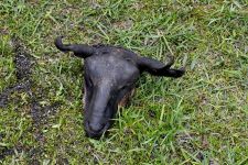 Schaf Zu den Nomaden der Westmongolei, Mongolei, 09.07. - 30.07.2016