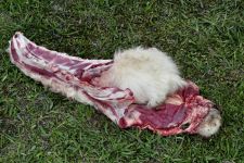 Schaf Zu den Nomaden der Westmongolei, Mongolei, 09.07. - 30.07.2016