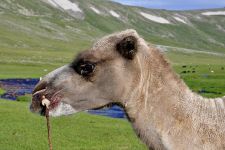 Zu den Nomaden der Westmongolei, Mongolei, 09.07. - 30.07.2016