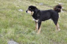 Zu den Nomaden der Westmongolei, Mongolei, 09.07. - 30.07.2016