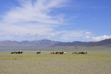 Pferde am Üüreg Nuur Zu den Nomaden der Westmongolei, Mongolei, 09.07. - 30.07.2016