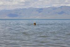 J. im Üüreg Nuur Zu den Nomaden der Westmongolei, Mongolei, 09.07. - 30.07.2016