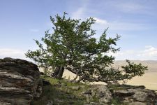 Zu den Nomaden der Westmongolei, Mongolei, 09.07. - 30.07.2016