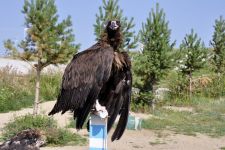 Adler beim Reiterstandbild des Dschingis Khan Zu den Nomaden der Westmongolei, Mongolei, 09.07. - 30.07.2016