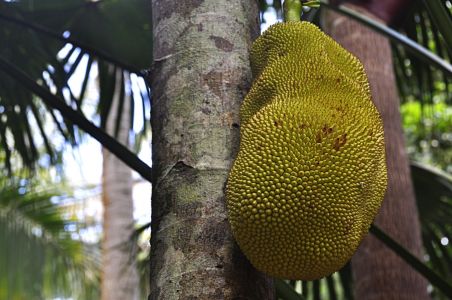 La Reunion, 07.10 - 19.10.2017