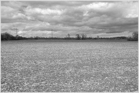 Friesenheimer Insel - Kühunterhorst