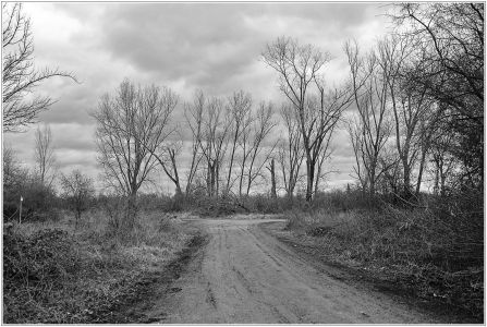 Kopflache am Friesenheimer Altrhein