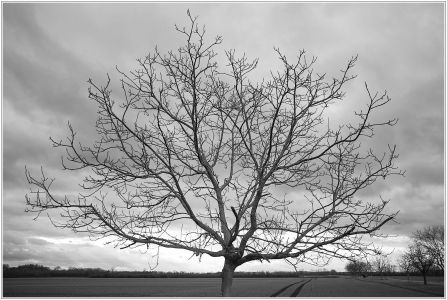 Sandhofen - Kirschgartshäuser Schläge