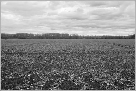 Sandhofen - Große Bruchwiese