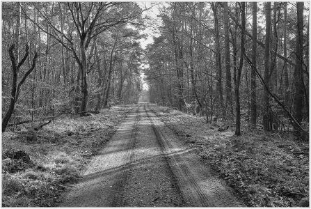 zwischen Viernheimer Heide (links) und Sandhofer Wald (rechts)