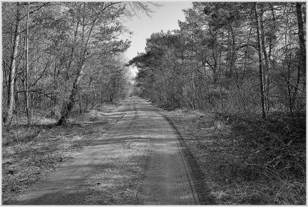 Viernheimer Heide an der A6