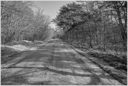 Viernheimer Heide an der A6
