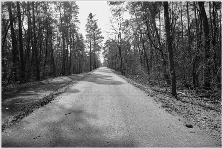 Viernheimer Heide an der A6