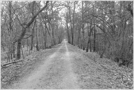 Holzweg durch den unteren Dossenwald