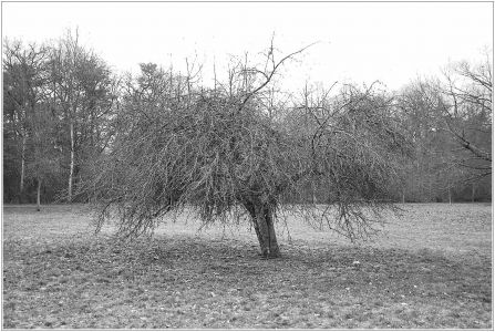 Kühbrunnenweg durch den unteren Dossenwald