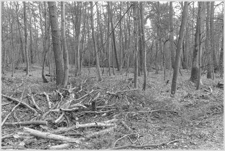 Kühbrunnenweg durch den unteren Dossenwald