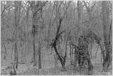 Waldpark, Niederfeld